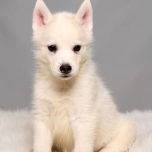 Meet your Posher, Lindsay